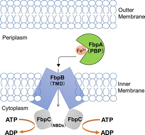 fbpa|Molecular mechanism of Fe3+ binding inhibition to Vibrio。